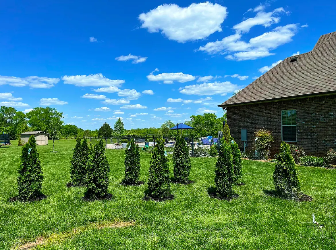 Row of arborvitae on a lawn beside a brick house under a blue sky